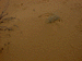 hermit_hill2_s.GIF (3135 bytes)