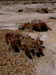 sulphur12_s.GIF (5271 bytes)