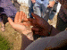 sulphur15_s.GIF (5031 bytes)