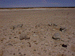 sulphur1_s.GIF (3964 bytes)