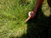 sulphur8_s.GIF (5051 bytes)
